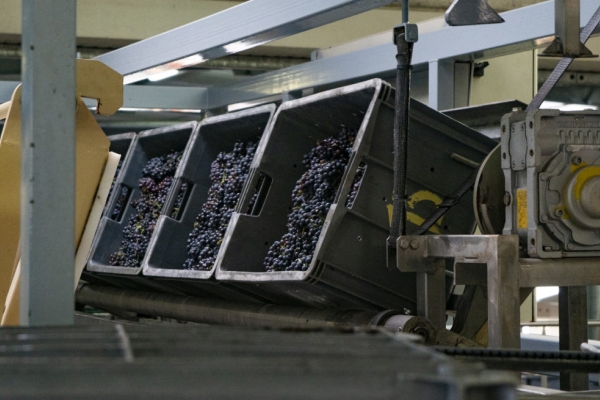 Laurent Lequart ja Pinot Meunier viinamari